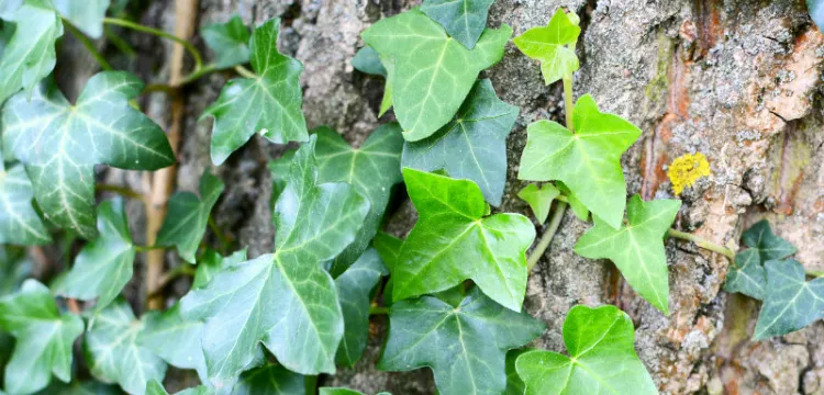 comment détruire le lierre au pied des arbres 2022