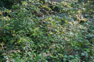 comment éliminer les ronces du jardin en 2022