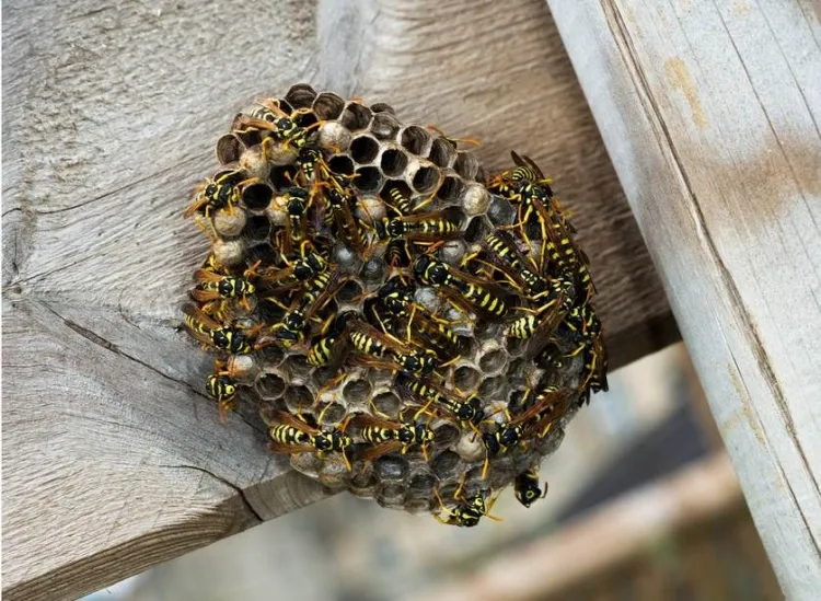 comment empêcher les guêpes de faire leur nid huile de clou de girofle