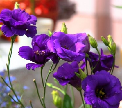 comment entretenir la plante eustoma