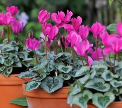 comment entretenir un cyclamen à l'intérieur