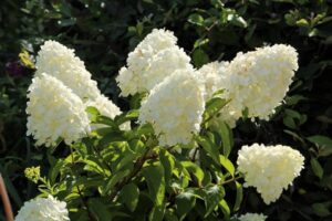 comment entretenir un hortensia blanc guide entretien conseils astuces