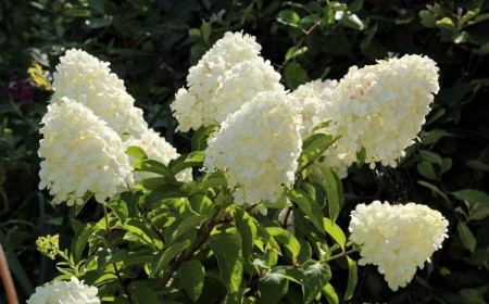 comment entretenir un hortensia blanc guide entretien conseils astuces
