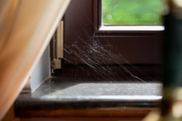 comment faire fuir les araignées de la maison