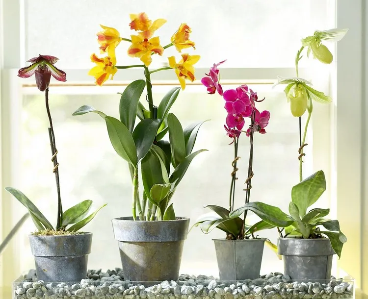 comment faire pour sauver une orchidée retour de vacances comment faire repartir une orchidée trucs et astuces