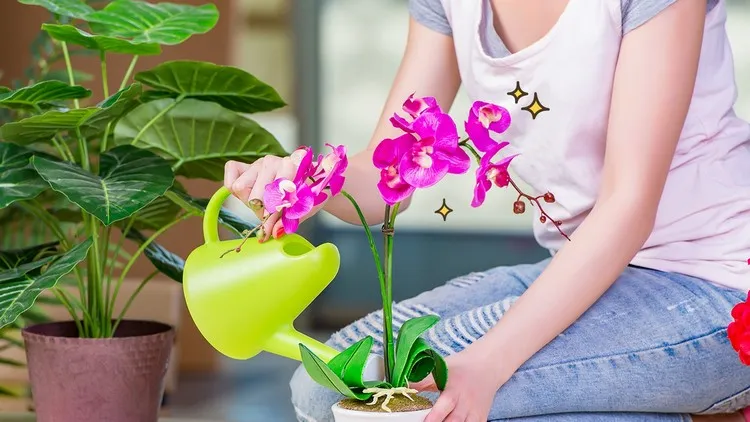 comment faire refleurir une orchidée étapes à suivre trucs astuces