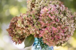 comment faire secher les fleurs d hortensia