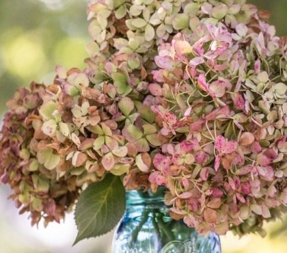 comment faire secher les fleurs d hortensia