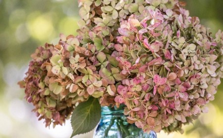 comment faire secher les fleurs d hortensia