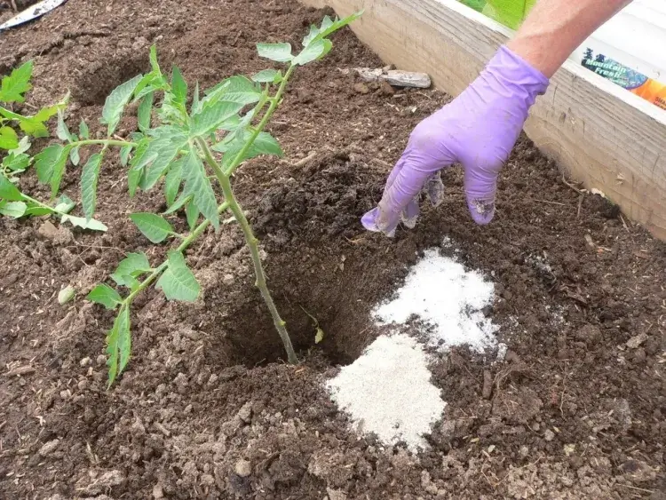 comment fertiliser les plantes avec du sucre