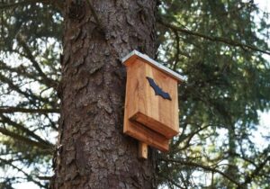 comment installer nichoir chauve-souris