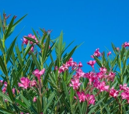 comment multiplier le laurier rose à partir de boutures