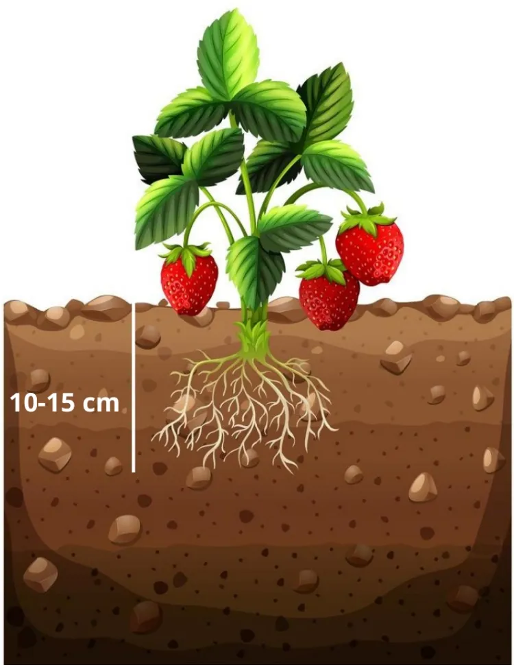 comment planter des fraisiers en pleine terre