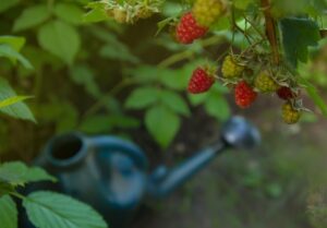 comment-planter-framboisiers-prendre-soin-quand-comment-arroser