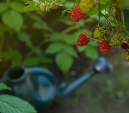 comment-planter-framboisiers-prendre-soin-quand-comment-arroser