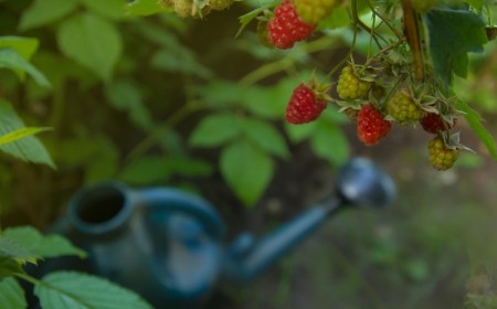 comment-planter-framboisiers-prendre-soin-quand-comment-arroser