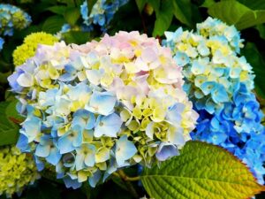 comment prévenir maladie hortensia cochenille cocon blanc astuces jardinage