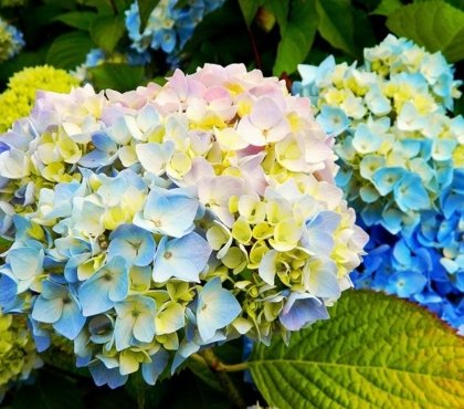 comment prévenir maladie hortensia cochenille cocon blanc astuces jardinage