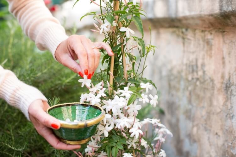 comment réussir boutures de jasmin