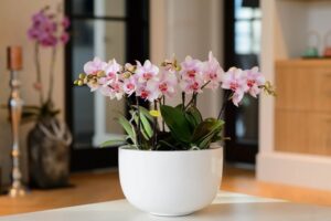 comment sauver orchidée lors de mon retour de vacances trucs et astuces étapes à suivre