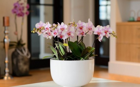 comment sauver orchidée lors de mon retour de vacances trucs et astuces étapes à suivre