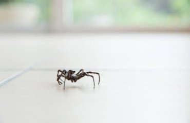comment se débarrasser des araignées dans la maison naturellement
