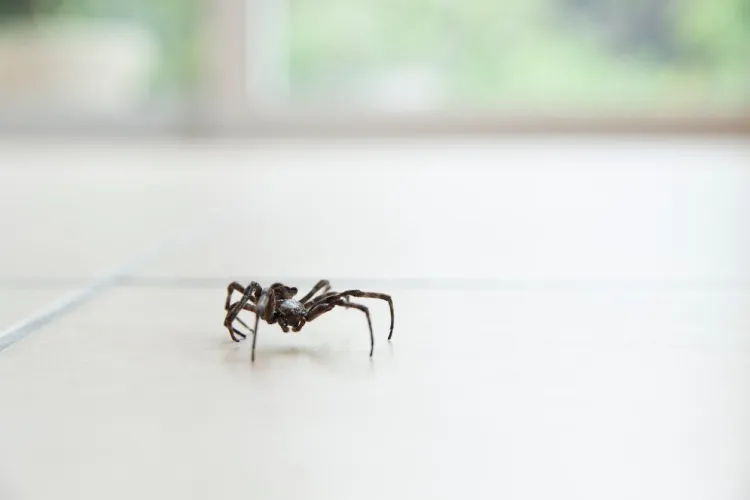 comment se débarrasser des araignées dans la maison naturellement