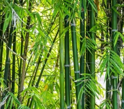 comment se débarrasser des bambous jardin