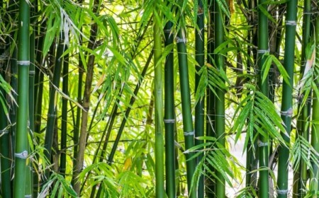 comment se débarrasser des bambous jardin