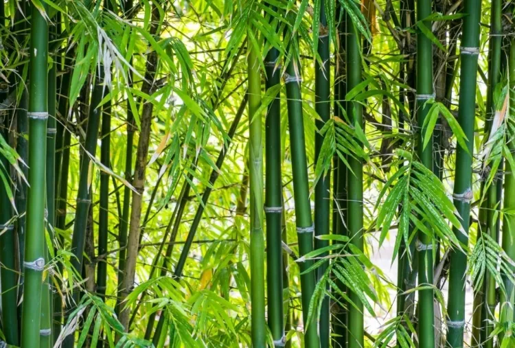 comment se débarrasser des bambous jardin