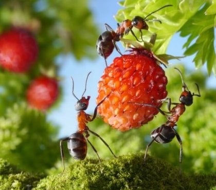 comment se débarrasser des fourmis dans le jardin normal voir fourmis jardin problèmes importants