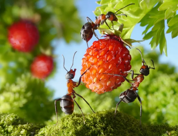 comment se débarrasser des fourmis dans le jardin normal voir fourmis jardin problèmes importants