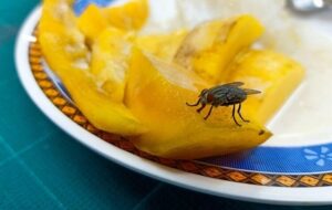 comment se débarrasser des mouches à l extérieur