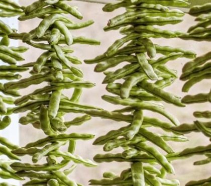 comment sécher les haricots verts enfiler corde solide mètre longueur