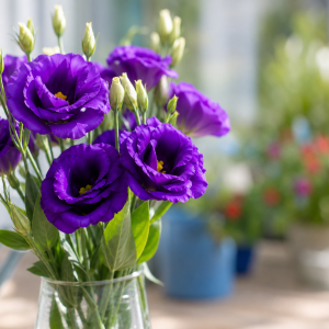 Fleurs d'eustoma violet intense en pleine floraison au jardin, lisianthus en gros plan