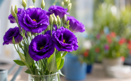 Fleurs d'eustoma violet intense en pleine floraison au jardin, lisianthus en gros plan