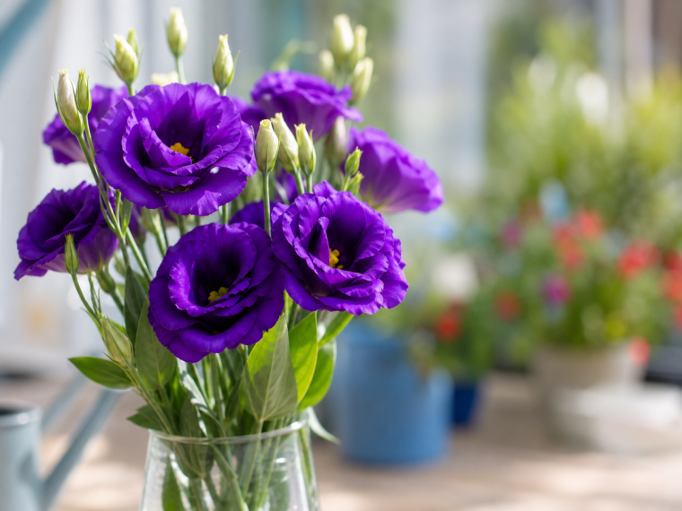 Fleurs d'eustoma violet intense en pleine floraison au jardin, lisianthus en gros plan