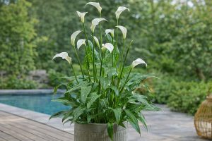 comment stimuler la floraison d’un arum