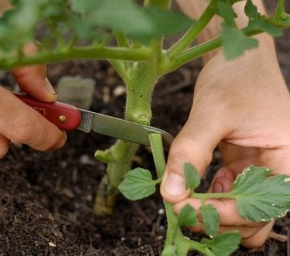 comment tailler les pieds de tomates cerises techniques à adopter astuces jardinage