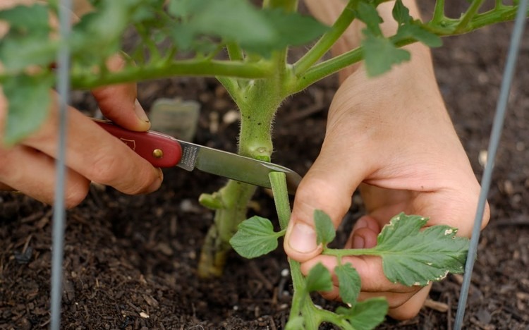 comment tailler les pieds de tomates cerises techniques à adopter astuces jardinage