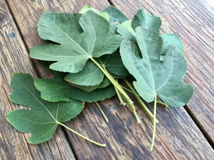 comment utiliser les feuilles du figuier belles vert foncé comestibles dentelées