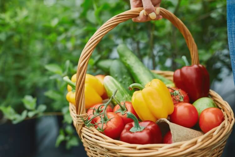 cuisiner les légumes multifonctionnalité légumes garantit saveur plats pendant toute année