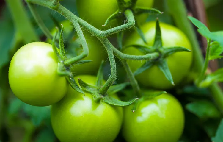 Green tomatoes for consumption 2022