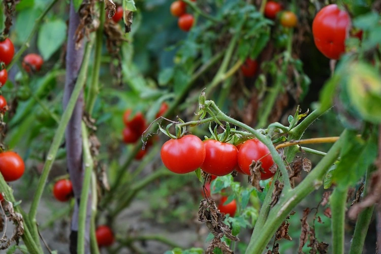 engrais naturel a tomates
