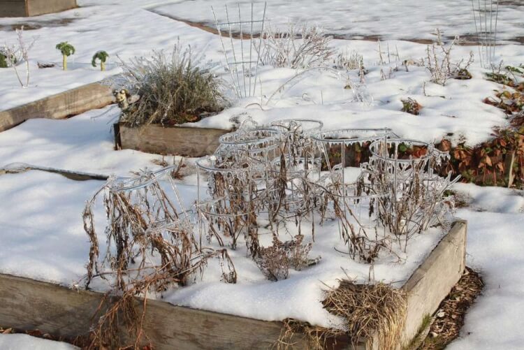 est-il possible de garder ses plants de tomates en hiver