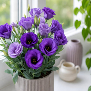 eustoma en pot d'intérieur