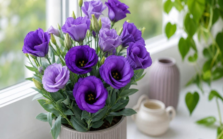 eustoma en pot d'intérieur