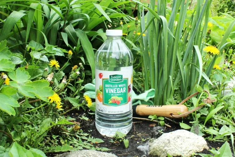 faut-il se débarrasser des fourmis dans le jardin solutions simples efficaces vinaigre citron odeur