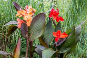 fiche entretien Canna indica plantation arrosage apport engrais hivernage balisiers