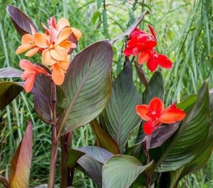 fiche entretien Canna indica plantation arrosage apport engrais hivernage balisiers